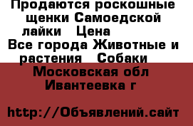 Продаются роскошные щенки Самоедской лайки › Цена ­ 40 000 - Все города Животные и растения » Собаки   . Московская обл.,Ивантеевка г.